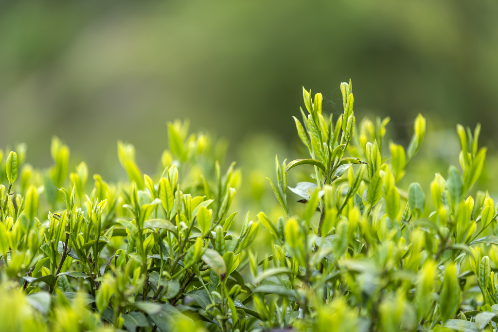 绿茶提取物