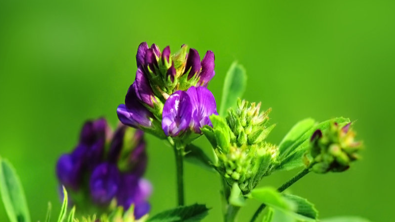 紫花苜蓿粉