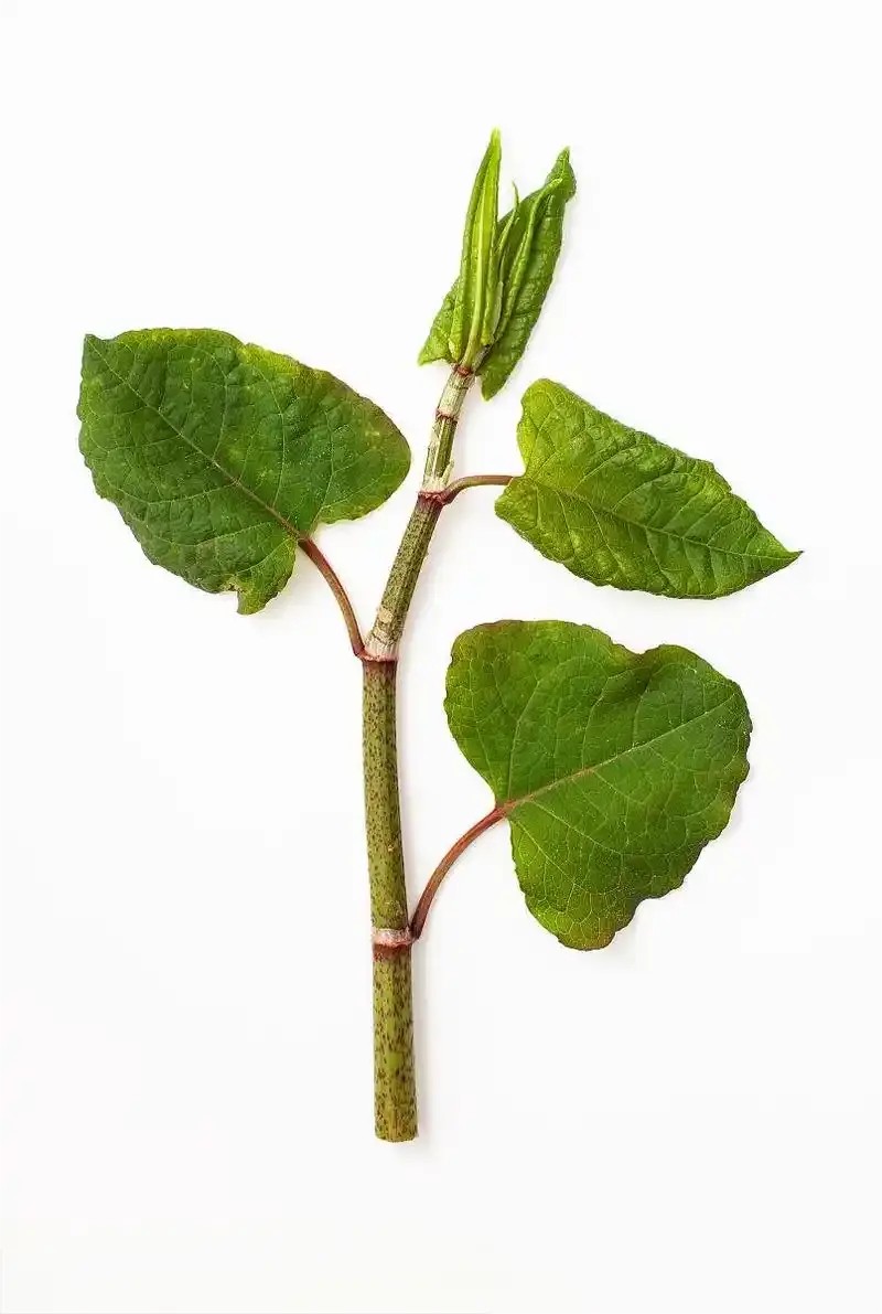 虎杖提取物