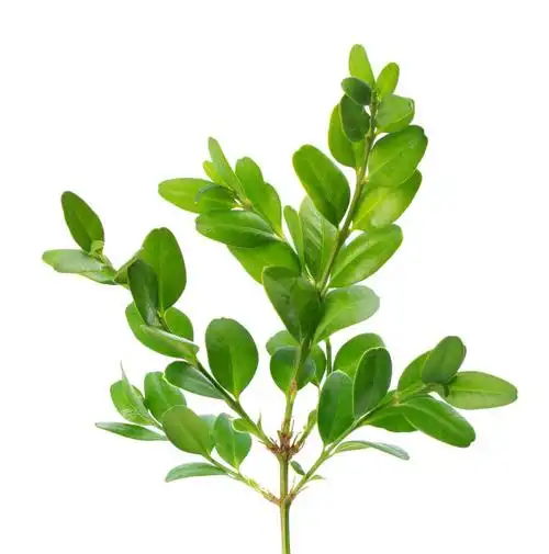黄杨木提取物