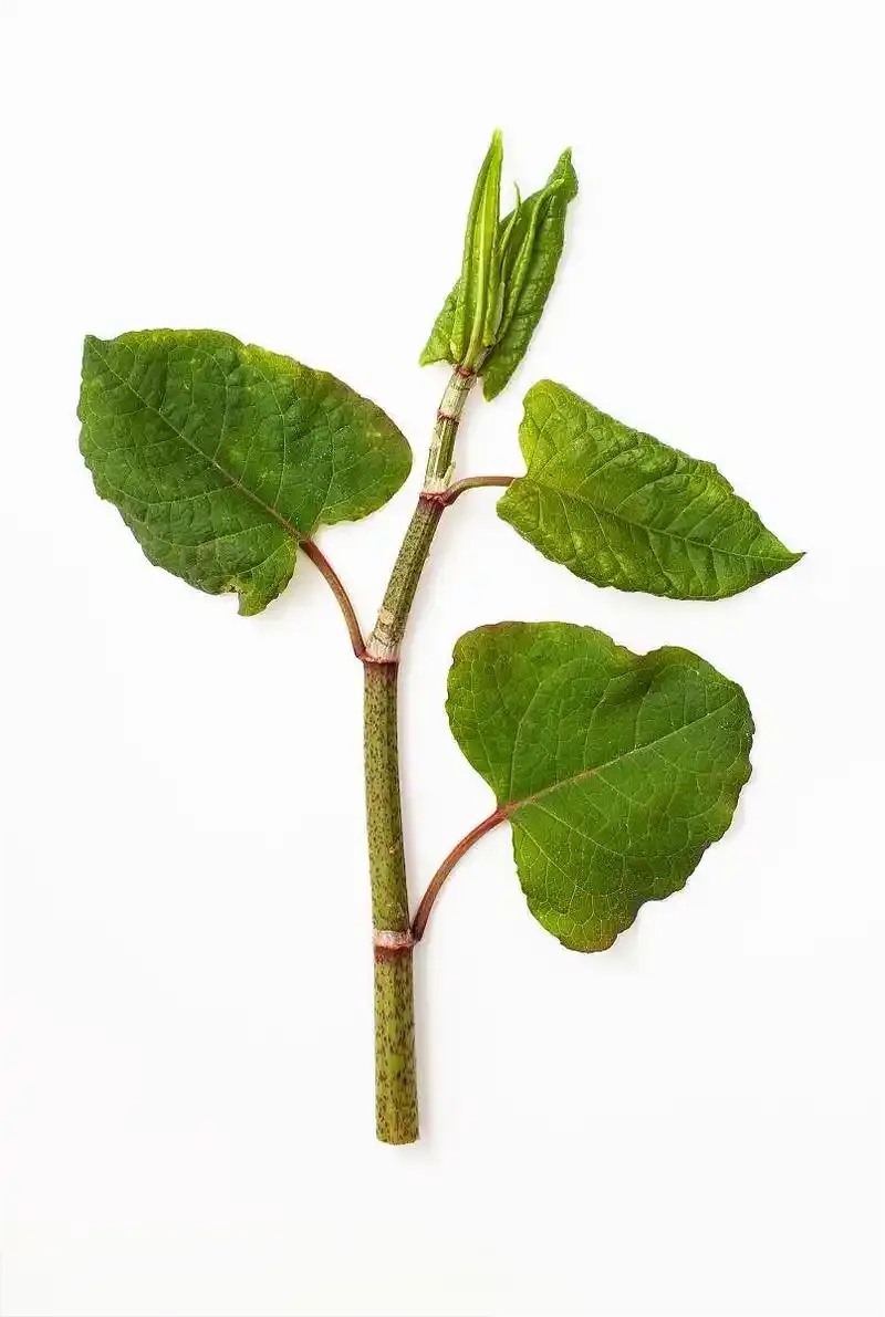 白藜芦醇