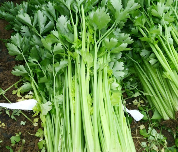 芹菜素